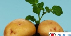 「土豆发芽了怎么处理才能吃」发了芽的土豆怎么处理才能吃